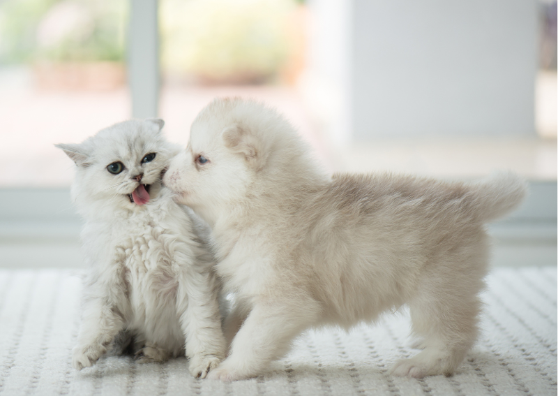 Carousel Slide 4: Now accepting puppy and kitten clients