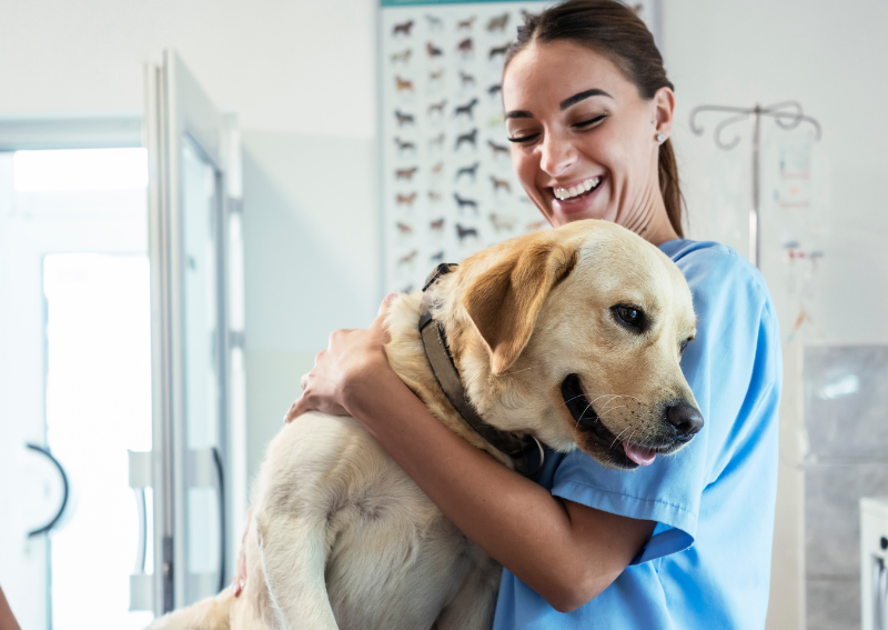 Carousel Slide 3: Wellness exams available