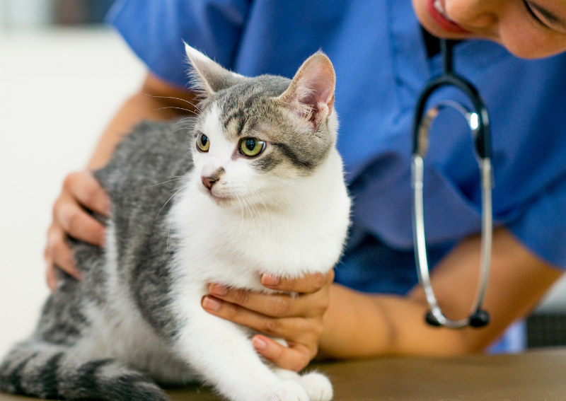 Carousel Slide 5: Feline friends welcome!